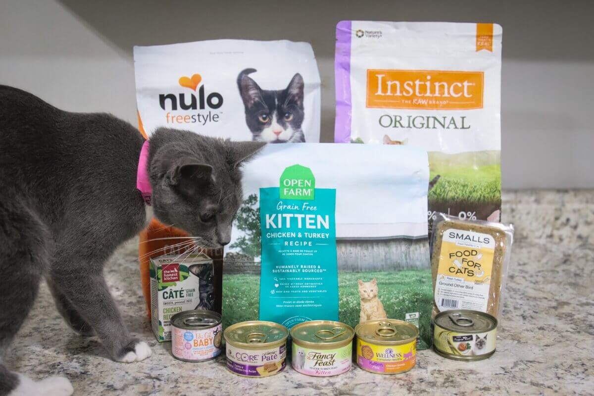 Best Kitten Foods