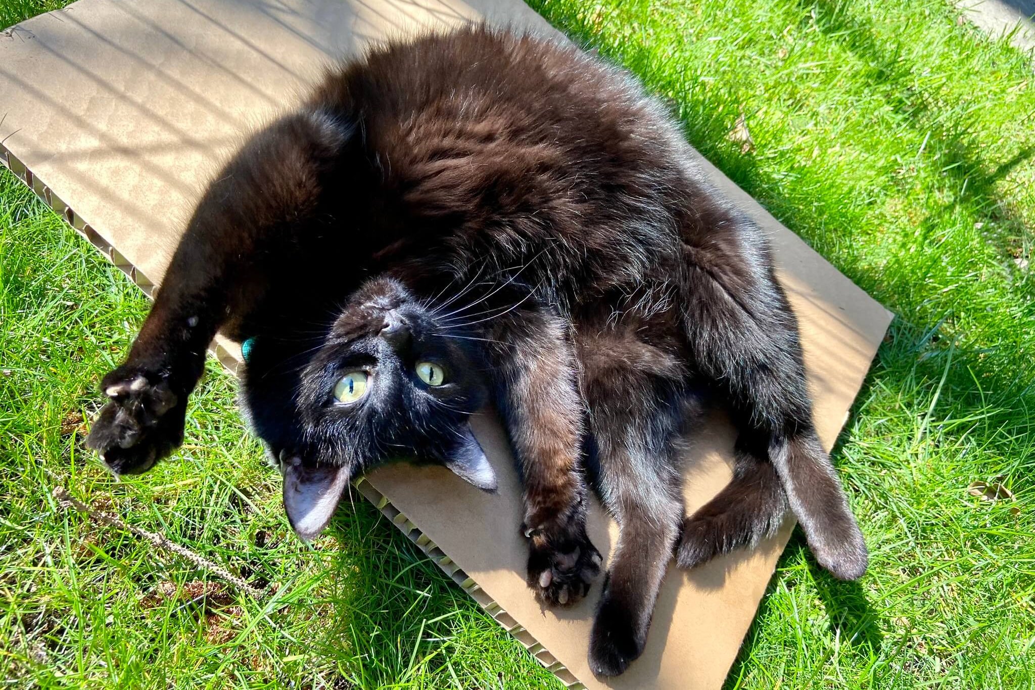 Cats have unique personalities