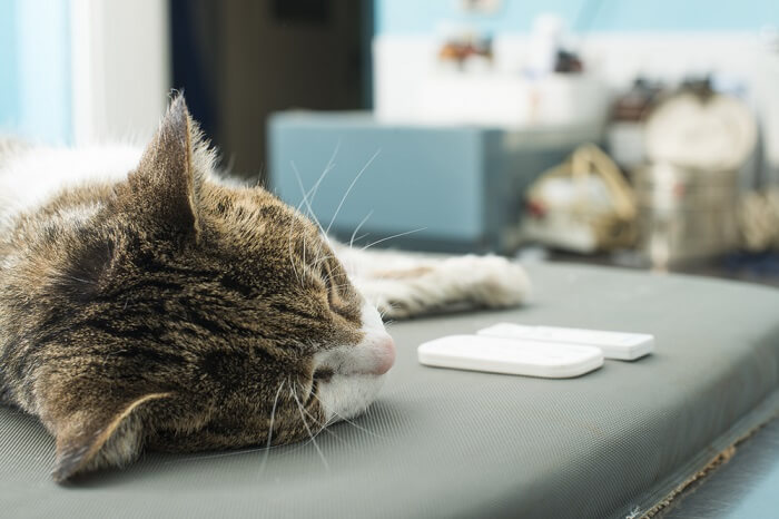 An image illustrating a veterinarian performing a blood test on a cat.